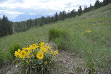 Arka planda dağlar ve bulutlu gökyüzü olan Balsamroot grubu