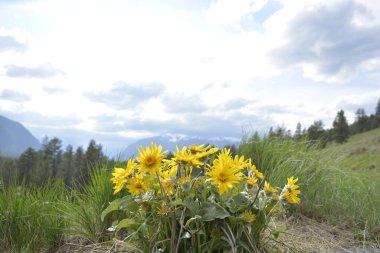 Arka planda dağlar ve bulutlu gökyüzü olan Balsamroot grubu