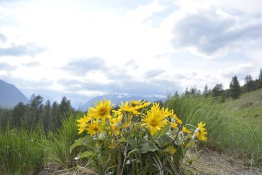 Arka planda dağlar ve bulutlu gökyüzü olan Balsamroot grubu