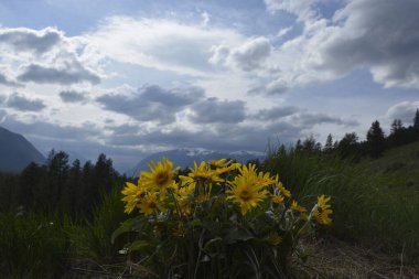 Arka planda dağlar ve bulutlu gökyüzü olan Balsamroot grubu