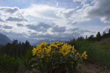 Arka planda dağlar ve bulutlu gökyüzü olan Balsamroot grubu