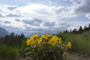 Arka planda dağlar ve bulutlu gökyüzü olan Balsamroot grubu