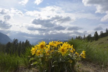 Arka planda dağlar ve bulutlu gökyüzü olan Balsamroot grubu