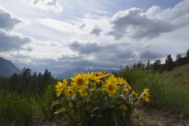 Arka planda dağlar ve bulutlu gökyüzü olan Balsamroot grubu