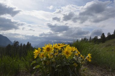 Arka planda dağlar ve bulutlu gökyüzü olan Balsamroot grubu