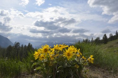 Arka planda dağlar ve bulutlu gökyüzü olan Balsamroot grubu