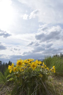Arka planda dağlar ve bulutlu gökyüzü olan Balsamroot grubu