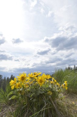Arka planda dağlar ve bulutlu gökyüzü olan Balsamroot grubu