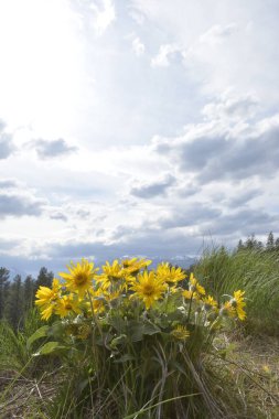 Arka planda dağlar ve bulutlu gökyüzü olan Balsamroot grubu