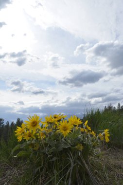 Arka planda dağlar ve bulutlu gökyüzü olan Balsamroot grubu