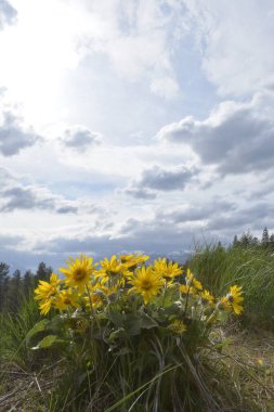Arka planda dağlar ve bulutlu gökyüzü olan Balsamroot grubu