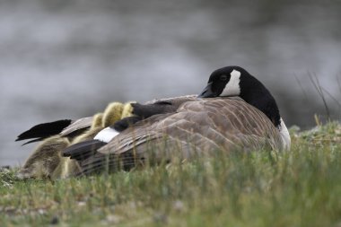 Kazlı Kanada Kaz 'ı. ön planda odak otu, arka planda odak suyu yok