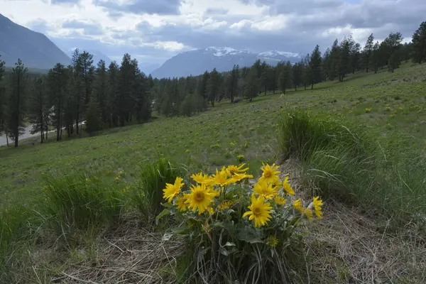 Arka planda dağlar ve bulutlu gökyüzü olan Balsamroot grubu