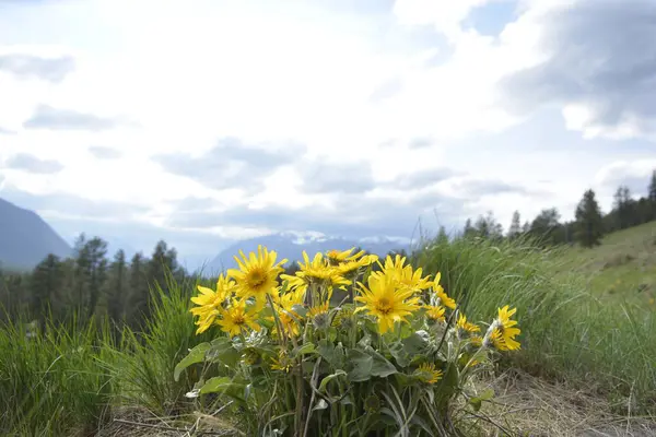 Arka planda dağlar ve bulutlu gökyüzü olan Balsamroot grubu