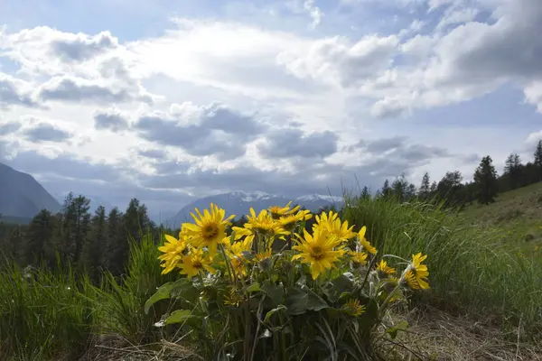 Arka planda dağlar ve bulutlu gökyüzü olan Balsamroot grubu
