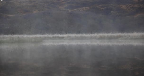 Scène Hivernale Brouillard Sur Eau Les Arbres Bord Lac Pays — Video