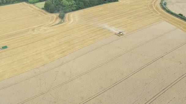 Aerial Drone Shot Combine Harvester Machine Tractor Working Wheat Farm — стоковое видео