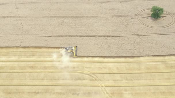 Aerial Drone Shot Combine Harvester Machine Tractor Working Wheat Farm — 图库视频影像