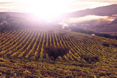 Günbatımında Portekiz 'deki Douro Nehri kıyısında geniş üzüm bağları