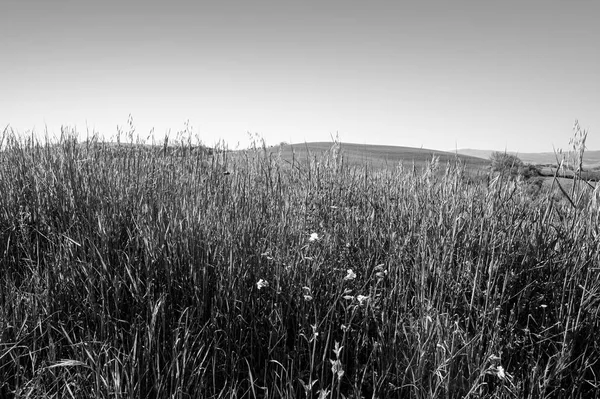 Tuscany Nin Yeşil Tepeleri Buğday Tarlaları Çiçekler Siyah Beyaz Talyan — Stok fotoğraf