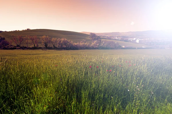 Delikatne Zielone Wzgórza Toskanii Polami Pszenicy Kwiatów Ponadczasowym Włoskim Pięknem — Zdjęcie stockowe