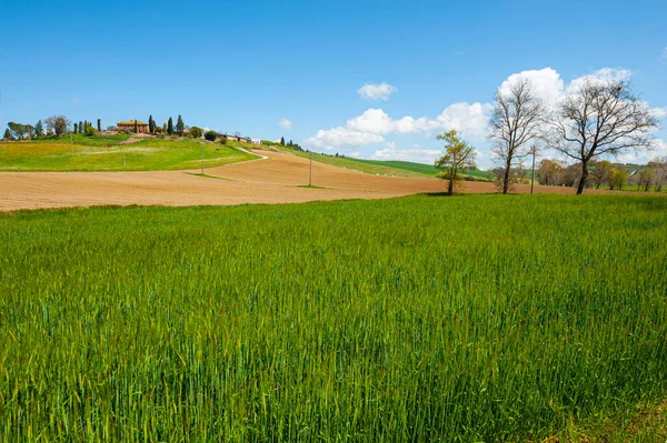 Dolci Colline Verdi Della Toscana Con Campi Grano Fiori Intramontabile — Foto Stock