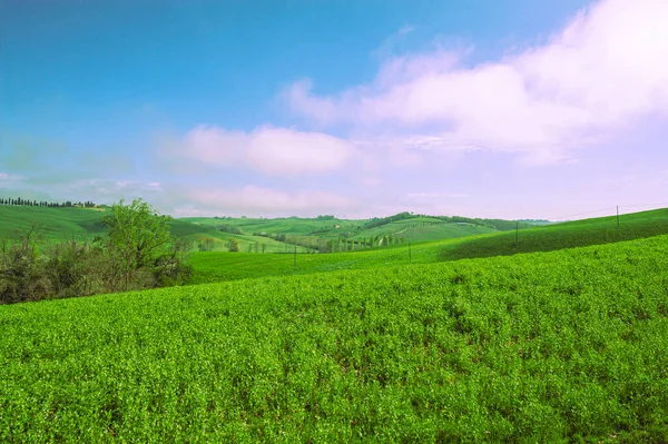 Zachte Groene Heuvels Van Toscane Met Velden Van Tarwe Bloemen — Stockfoto