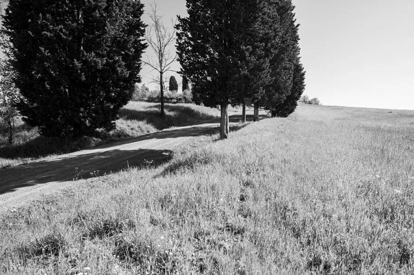 Estrada Terra Sinuosa Entre Campos Primavera Toscana Preto Branco — Fotografia de Stock
