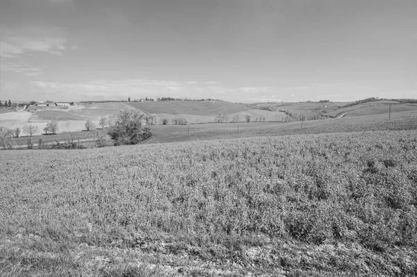 Зеленые Холмы Тосканы Полями Пшеницы Цветами Вечной Итальянской Красотой Черно — стоковое фото