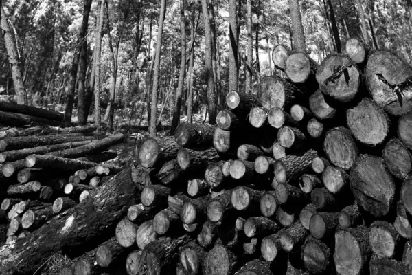 Зрубані Дерева Португальському Лісі Екологічний Догляд Чорно Білим — стокове фото