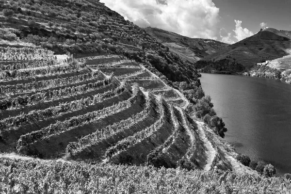 Rozległe Winnice Wzdłuż Brzegów Rzeki Douro Portugalii Czerni Bieli — Zdjęcie stockowe