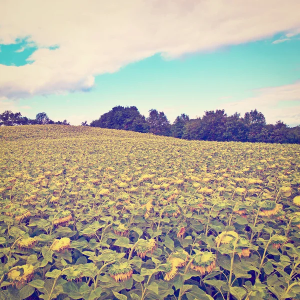 Sunflower Plantation French Alps Instagram Effect — Stock Photo, Image