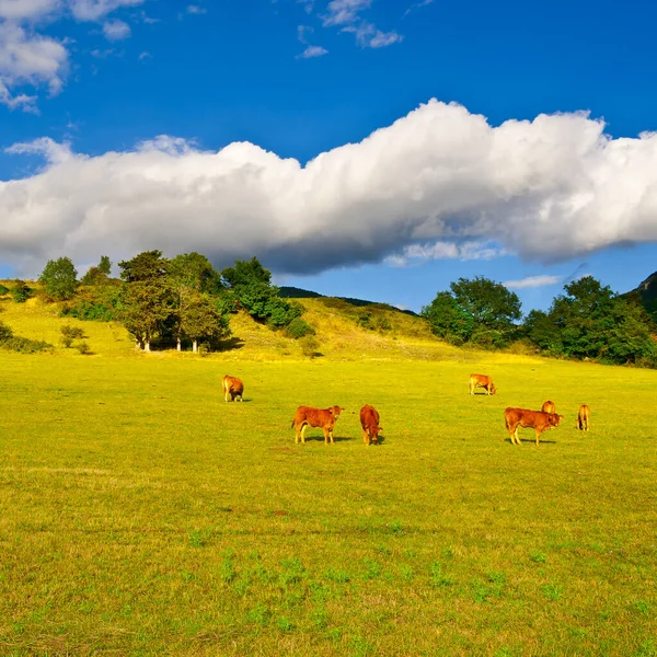 Корови Bull Випасу Альпійських Лугів Франції — стокове фото