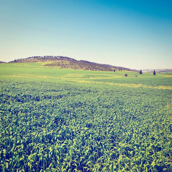 Зеленому Полі Ізраїлі Весна Instagram Ефект — стокове фото