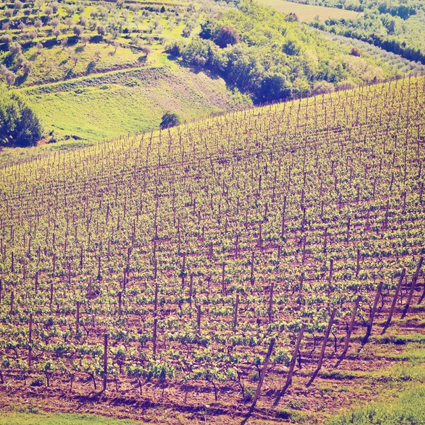 Instagram の効果 キャンティ地方のブドウ畑の自然な背景 — ストック写真
