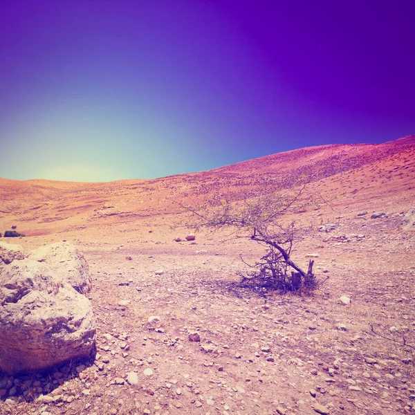岩石的小山内 盖夫沙漠在以色列 夕阳下 Instagram — 图库照片