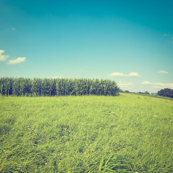 Plantacji Kukurydzy Pasz Południowej Bawarii Niemczech Instagram Efekt — Zdjęcie stockowe