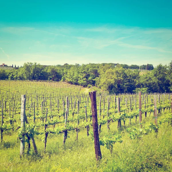 Hill Της Τοσκάνης Vineyard Στην Περιοχή Chianti Instagram Effect — Φωτογραφία Αρχείου