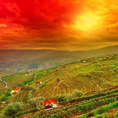 Portekiz tepelerde geniş üzüm bağları