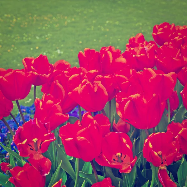 Parque Paisagístico Com Canteiro Flores Suíça Efeito Instagram — Fotografia de Stock