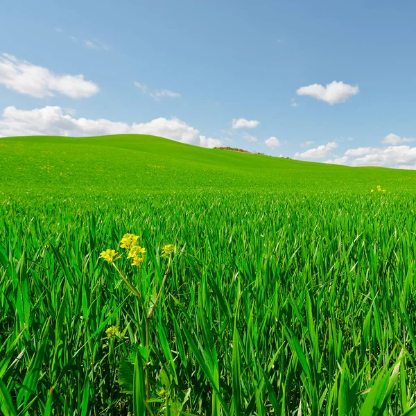 Green Sloping Meadows Toscana — Fotografia de Stock