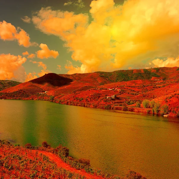Виноградники Долине Реки Доуру Португалия Закате — стоковое фото