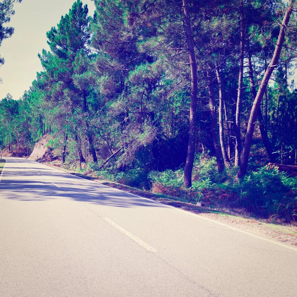 Lesní Asfaltové Silnice Portugalsku Instagram Efekt — Stock fotografie