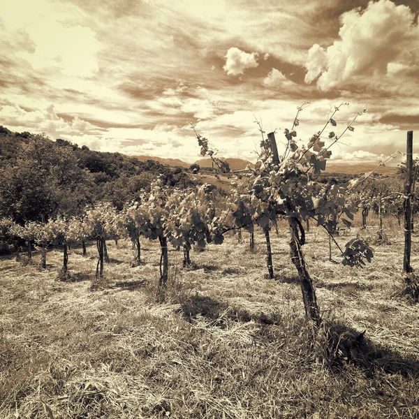 年轻的葡萄园 在意大利的亚平宁山脉 复古图像过滤的样式 — 图库照片