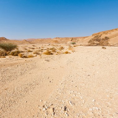 İsrail 'deki Negev Çölü' nün sonsuzluğundaki kuru ağaç. Ortadoğu 'nun nefes kesici manzarası ve doğası.