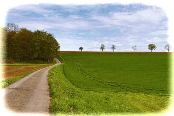 Country road between spring fields with green grass in Belgium. Belgian landscape with meadow and pasture. Vintage style toned picture