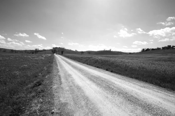 Slingrande Grusväg Mellan Toscana Vårfält Svartvitt — Stockfoto