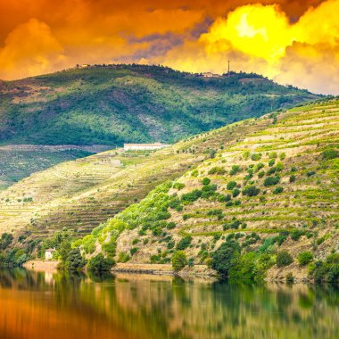 Portekiz 'in Douro Nehri bölgesinde üzüm bağları ve zeytinlikler arasında seyahat edin. Güneş doğarken Portekiz köylerinde ziraat