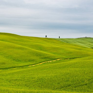 Toskana eğimli çayırlar