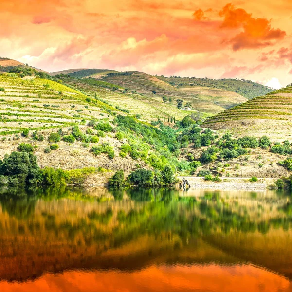 ポルトガルのドゥオーロ川地域をブドウ畑やオリーブ畑の間で旅行します 日の出にポルトガルの村のブドウ栽培 — ストック写真